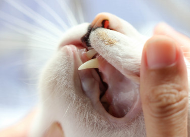 gengivite, gatto, sintomi