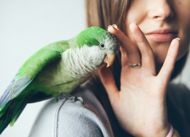 animali, cura, semplici