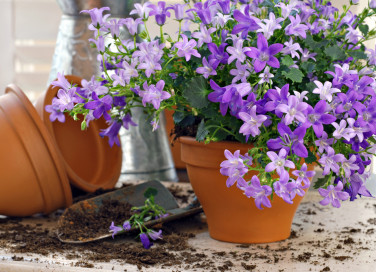 come coltivare campanule, coltivare campanule
