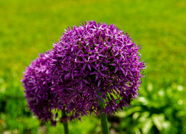 come coltivare aglio ornamentale, come coltivare allium