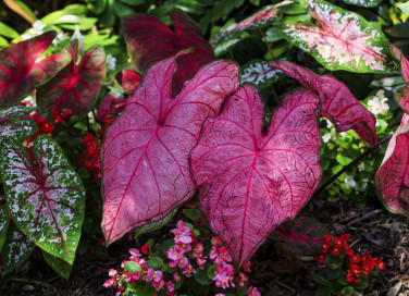 come coltivare caladium, come coltivare caladio