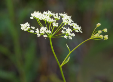 pimpinella, erba, rimedi