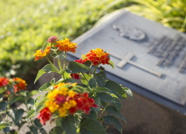 quali fiori coltivare cimitero, fiori cimitero
