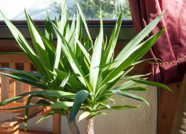 come coltivare yucca, coltivazione yucca