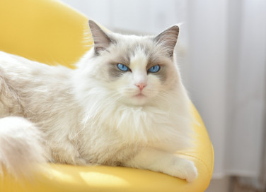 sognare, gatti, significato