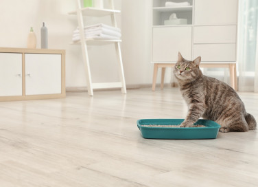 gatto, lettiera, abituarlo