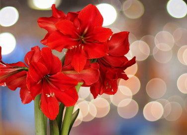 quali fiori coltivare natale, fiori natale