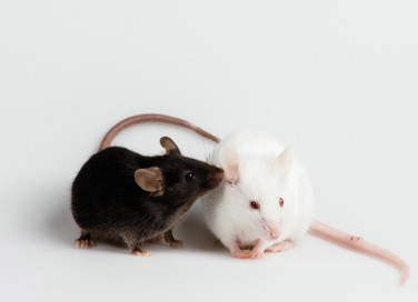 sognare, topi, colori