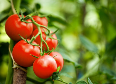 sognare, pomodori, significato