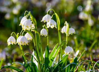 come coltivare campanellino, come coltivare leucojum