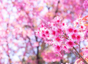 Frasi sulla primavera