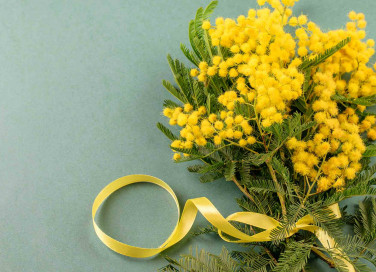 Mazzo di mimose recise