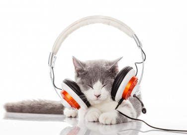 Musica rilassante per gatti