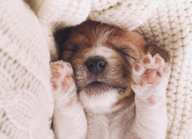 Nomi di cani maschi