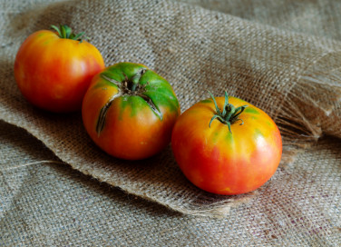 come coltivare pomodori sacco, coltivazione pomodori sacco