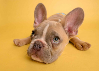 Musica rilassante per cani