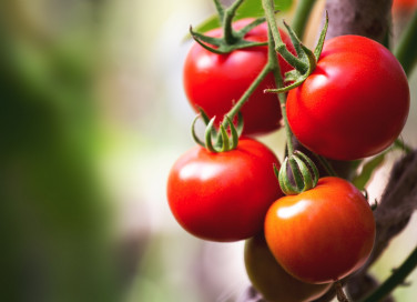 Quando piantare i pomodori
