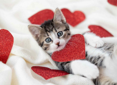 Nomi per gatti femmine