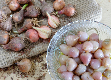 lampasioni, conserve, Puglia