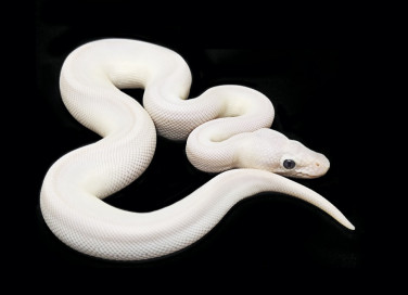 sognare, serpenti, interprtazione