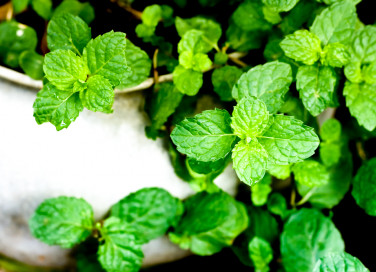 come coltivare la menta, coltivazione menta