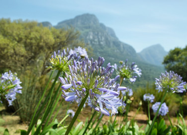 come coltivare agapanto, come coltivare agapanthus