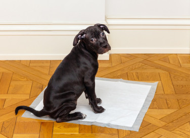 cane, educazione, traversina