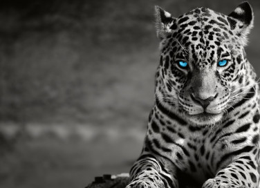 notte gialla, emis killa, madame