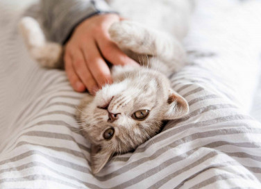 Sognare un gattino