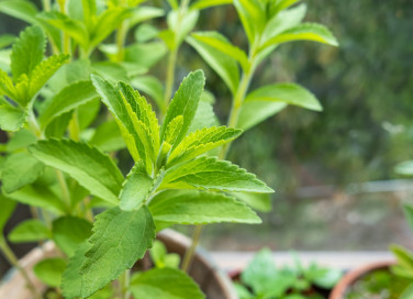 come coltivare stevia, coltivazione stevia