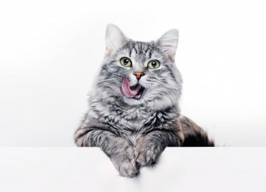 Razze di gatti