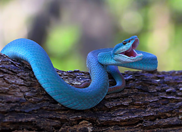 Sognare un serpente che morde