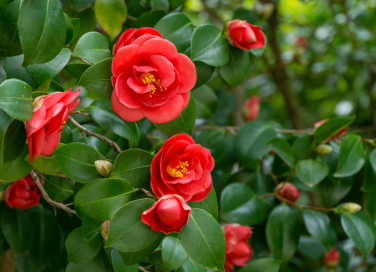 camelia secca, camelia secca cosa fare