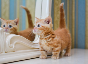 gatti, piccoli, razze