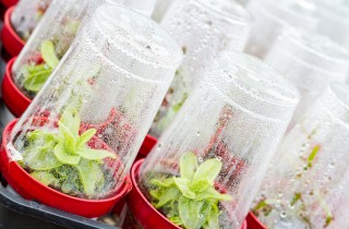 Regole per un orto anti freddo