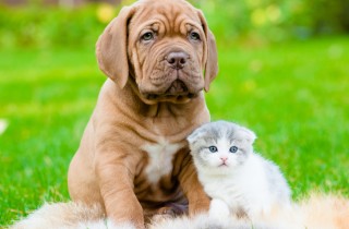 Una casa a prova di cane e gatto