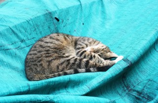 Fai muovere il tuo gatto