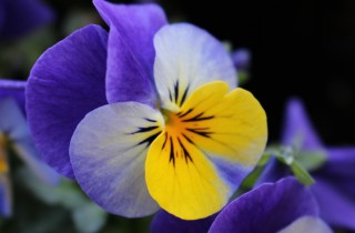 Giardino d’inverno con fiori e arbusti
