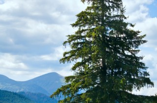 Abete Rosso, pianta maestosa