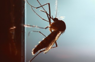 Addio fastidiosi insetti!