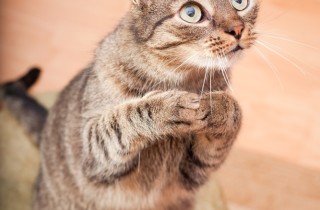 Che cosa significa sognare un gatto