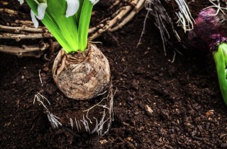 I bulbi di primavera