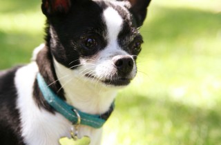 Che nome dare al cucciolo?