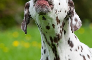 Ansia da separazione