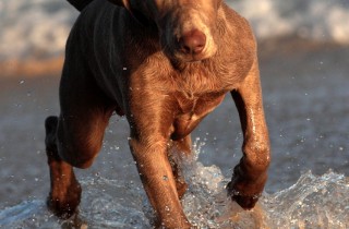 Tutti al mare, anche col cane