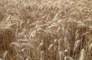 Cibi senza glutine: elenco e consigli utili