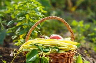 Come fare un orto biologico perfetto