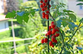 Come coltivare i pomodori: breve guida