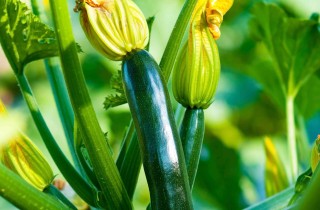 Come coltivare le zucchine
