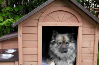 Come costruire una cuccia per cani: consigli pratici e idee utili